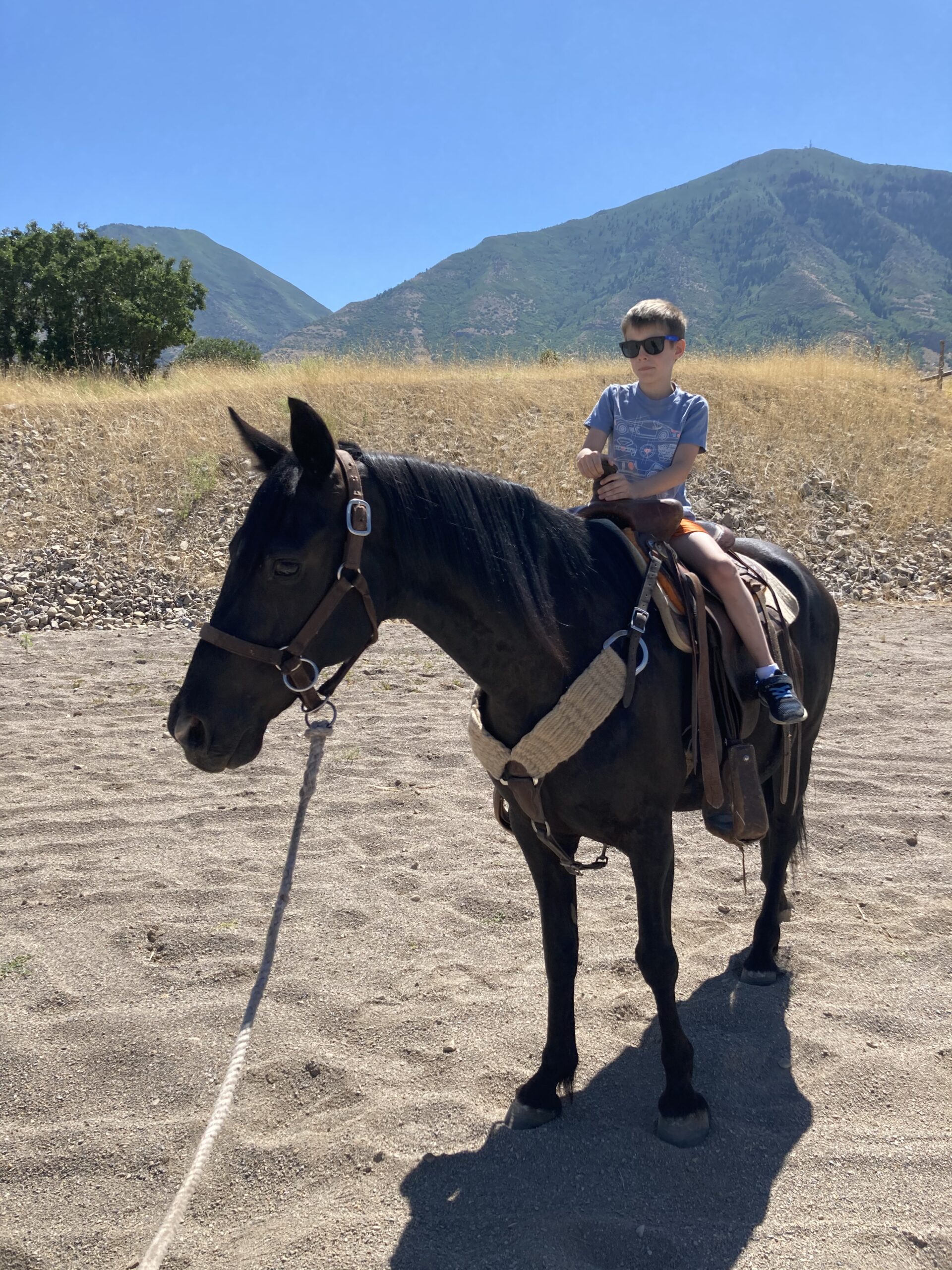 Rocky Mountain Horse for Sale - Gucci- Grulla - Gaited Horse