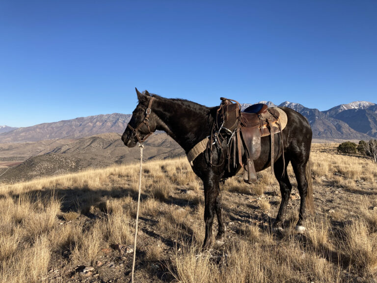 Rocky Mountain Gaited Horse Horses For Sale on Western Trail Rider