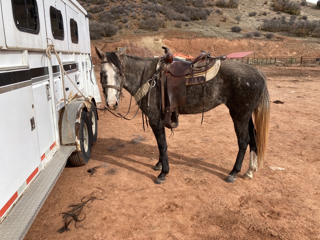 Horses for Sale – Horses For Sale on Western Trail Rider