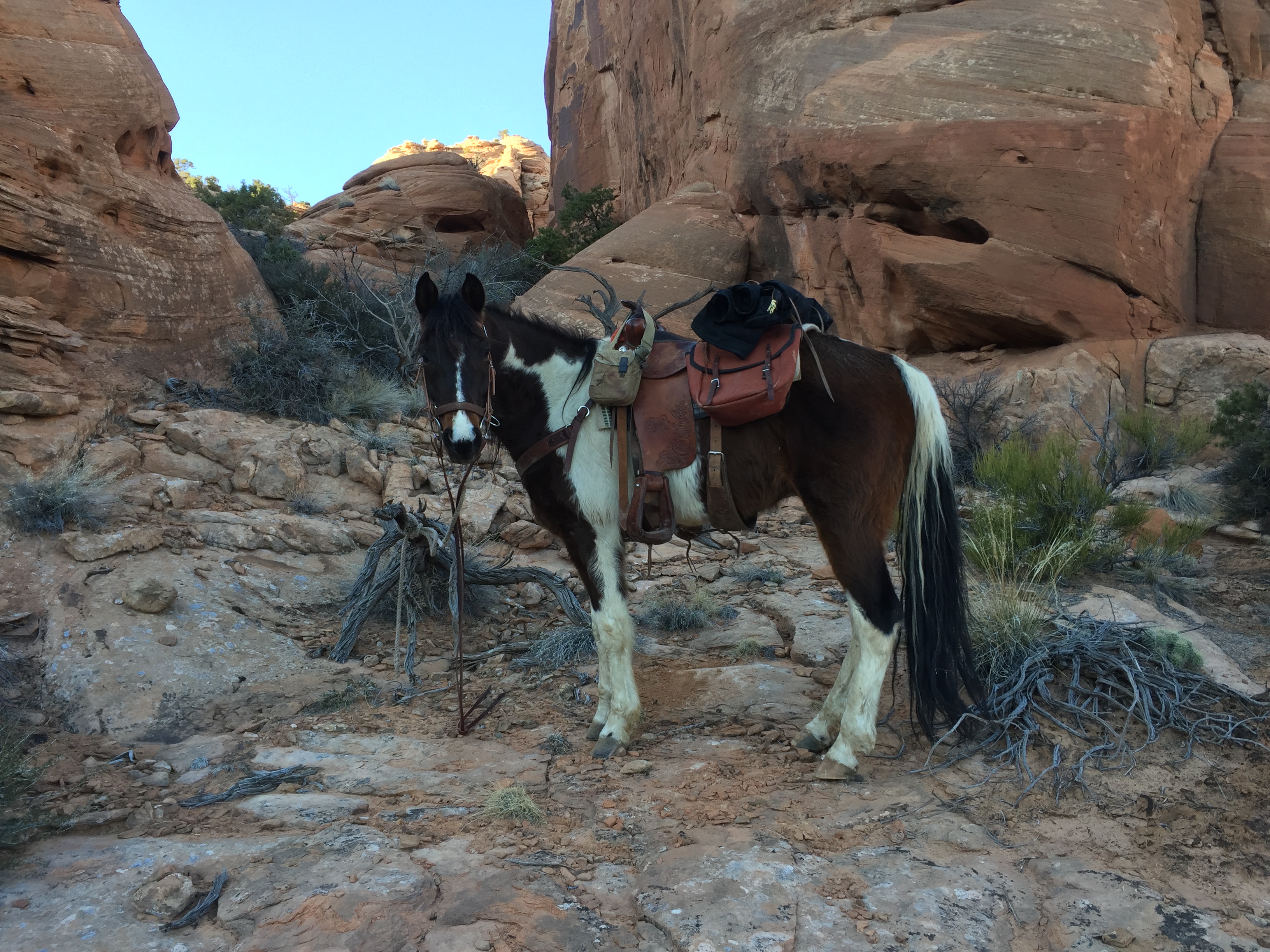 For those of you wondering, here’s what is going on | Western Trail Rider