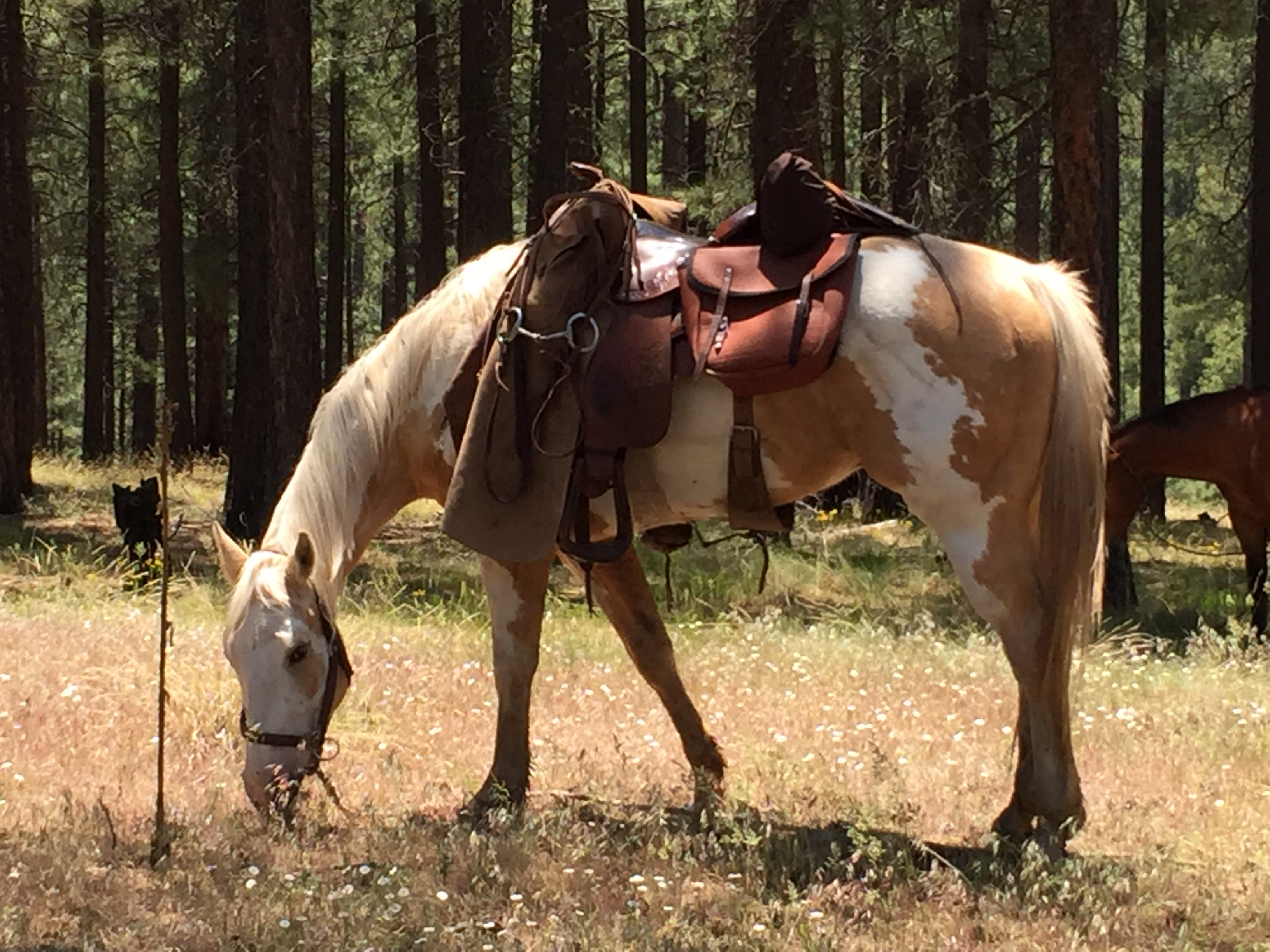 Nero warenda Junior THOR Equine Bambini-Lederhut Cowboy Western 