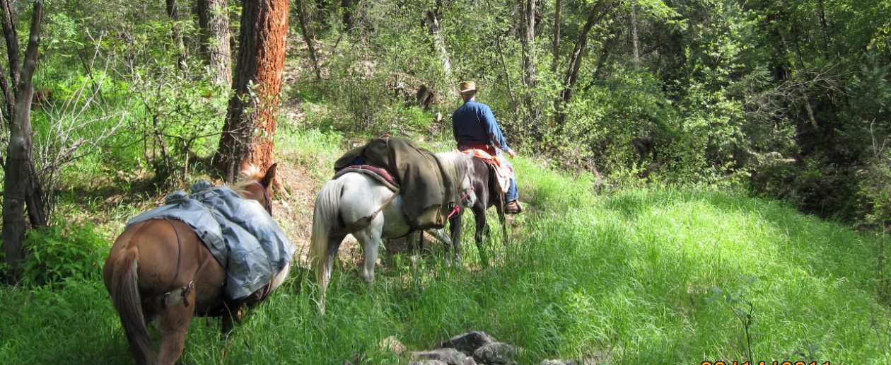 Western Trail Rider