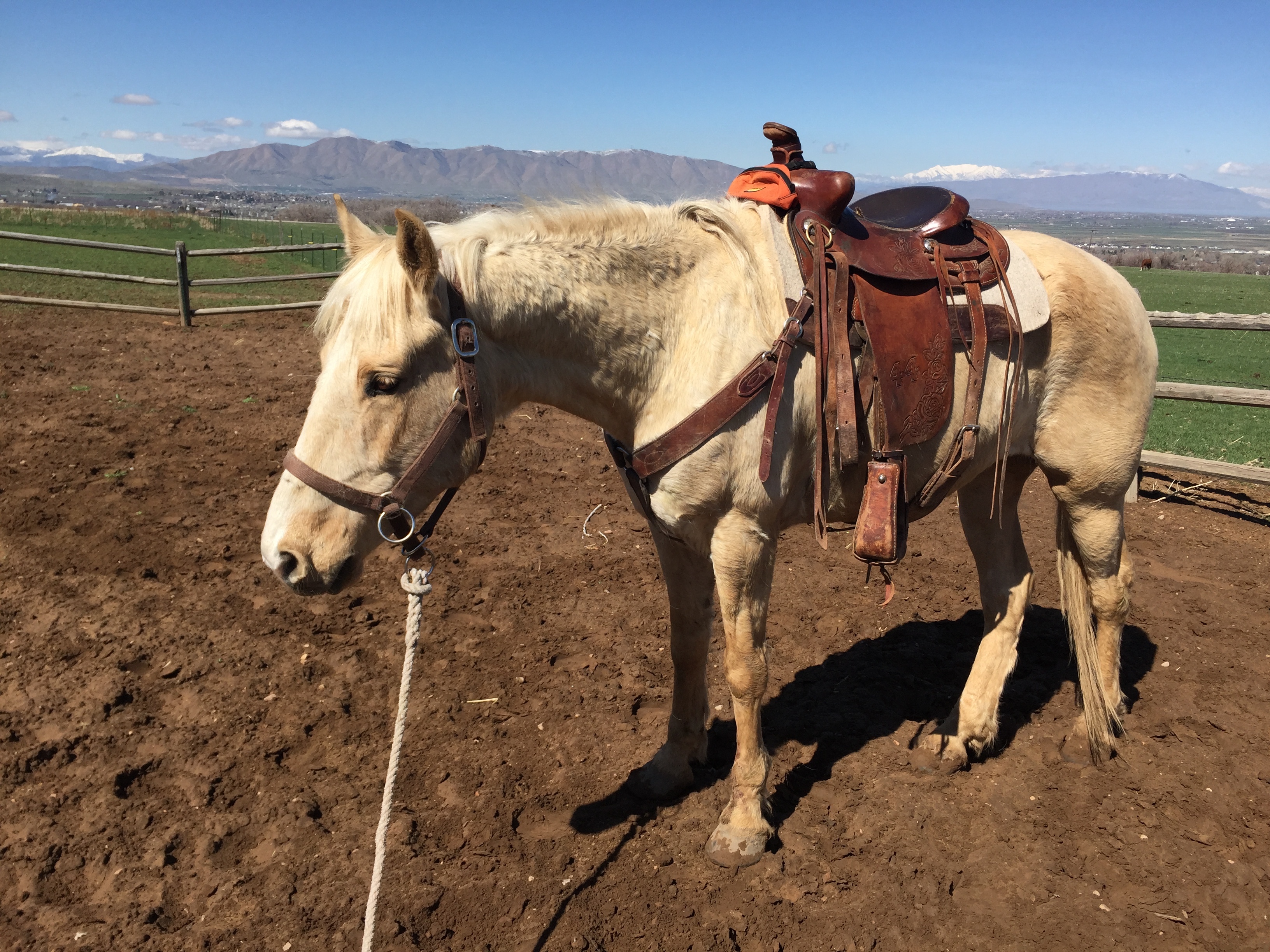 Western Trail Riders A little more progress with J Golden | Western Trail Rider