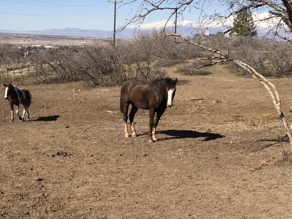 Working With the Count | Western Trail Rider